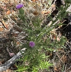 Cirsium vulgare (Spear Thistle) at Cook, ACT - 30 Jan 2025 by Jubeyjubes