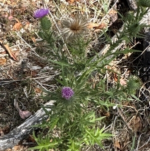 Onopordum acanthium at Cook, ACT by Jubeyjubes