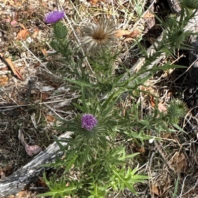 Cirsium vulgare (Spear Thistle) at Cook, ACT - 30 Jan 2025 by Jubeyjubes