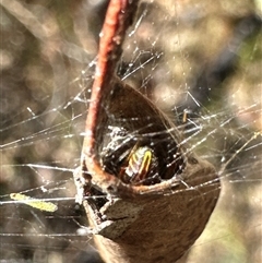 Unidentified Other web-building spider at Cook, ACT - 30 Jan 2025 by Jubeyjubes