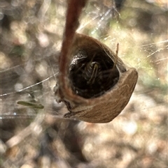 Phonognatha graeffei at Cook, ACT - 30 Jan 2025 03:53 PM