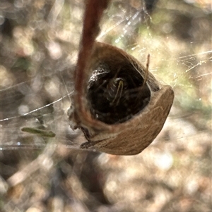 Phonognatha graeffei at Cook, ACT - 30 Jan 2025 03:53 PM