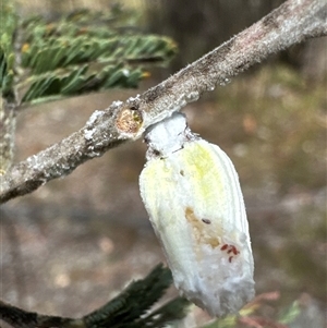 Unidentified Insect at Cook, ACT by Jubeyjubes