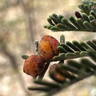 Unidentified Insect at Cook, ACT - 30 Jan 2025 by Jubeyjubes