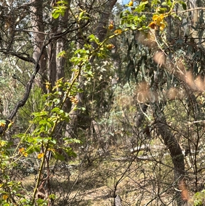 Rosa rubiginosa at Cook, ACT - 30 Jan 2025 by Jubeyjubes