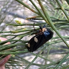 Eurymeloides sp. (genus) at Cook, ACT - 30 Jan 2025 by Jubeyjubes