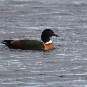 Tadorna tadornoides (Australian Shelduck) at Throsby, ACT by RodDeb