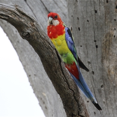 Platycercus eximius (Eastern Rosella) at Throsby, ACT - 30 Jan 2025 by RodDeb