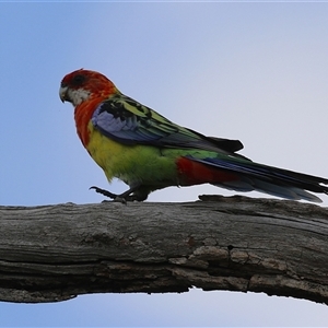 Platycercus eximius at Throsby, ACT - 30 Jan 2025 12:53 PM