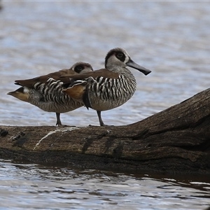 Malacorhynchus membranaceus (Pink-eared Duck) at Throsby, ACT by RodDeb