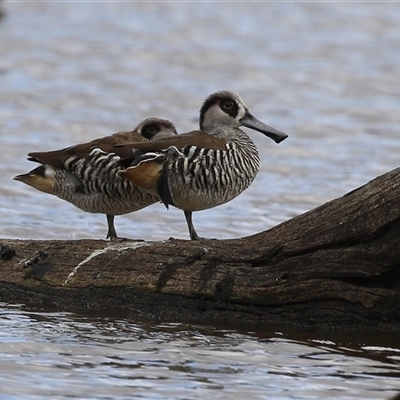 Malacorhynchus membranaceus at Throsby, ACT - 30 Jan 2025 by RodDeb