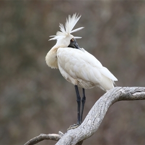 Platalea regia (Royal Spoonbill) at Throsby, ACT by RodDeb