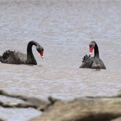 Cygnus atratus (Black Swan) at Throsby, ACT - 30 Jan 2025 by RodDeb