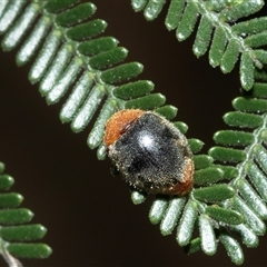 Cryptolaemus montrouzieri (Mealybug ladybird) at Higgins, ACT - 29 Jan 2025 by AlisonMilton