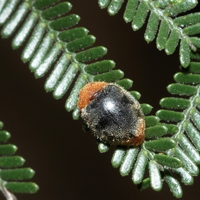 Cryptolaemus montrouzieri (Mealybug ladybird) at Higgins, ACT - 28 Jan 2025 by AlisonMilton