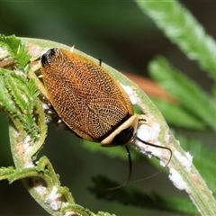 Ellipsidion australe (Austral Ellipsidion cockroach) at Higgins, ACT - 29 Jan 2025 by AlisonMilton