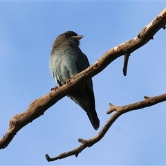 Eurystomus orientalis (Dollarbird) at Splitters Creek, NSW - 27 Jan 2025 by KylieWaldon