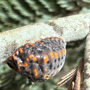 Unidentified Insect at Cook, ACT by Jubeyjubes