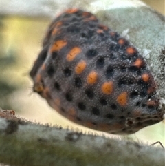 Icerya acaciae at Cook, ACT - 30 Jan 2025 03:38 PM