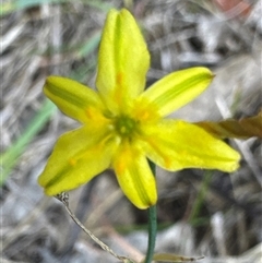 Tricoryne elatior (Yellow Rush Lily) at Cook, ACT - 30 Jan 2025 by Jubeyjubes