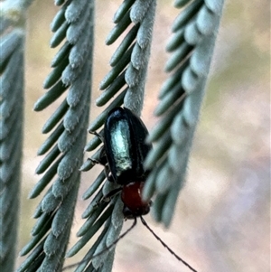 Unidentified Beetle (Coleoptera) at Cook, ACT by Jubeyjubes