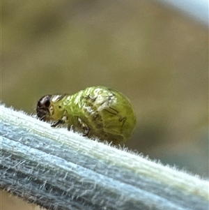 Calomela sp. (genus) at Cook, ACT - Yesterday 03:34 PM