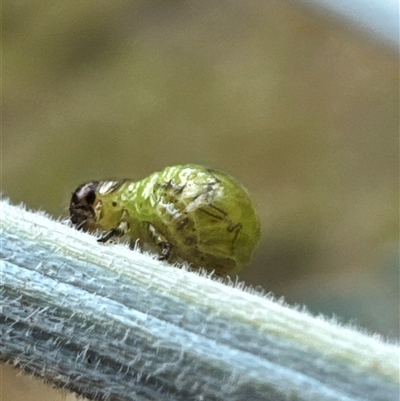 Calomela sp. (genus) (Acacia leaf beetle) at Cook, ACT - 30 Jan 2025 by Jubeyjubes