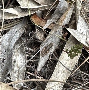 Phaulacridium vittatum (Wingless Grasshopper) at Cook, ACT by Jubeyjubes