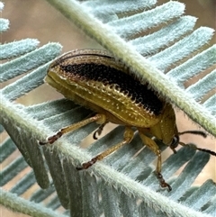 Calomela sp. (genus) (Acacia leaf beetle) at Cook, ACT - 30 Jan 2025 by Jubeyjubes