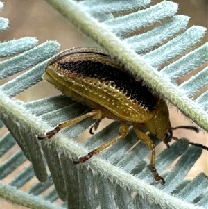 Calomela sp. (genus) (Acacia leaf beetle) at Cook, ACT by Jubeyjubes