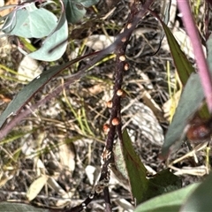 Eriococcidae sp. (family) (Unidentified felted scale) at Cook, ACT - 30 Jan 2025 by Jubeyjubes