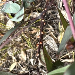 Monophlebulus sp. (genus) at Cook, ACT by Jubeyjubes