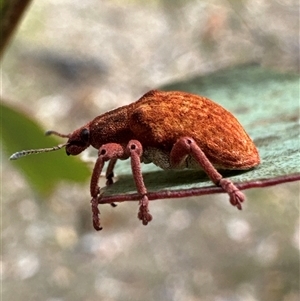 Gonipterus scutellatus (Eucalyptus snout beetle, gum tree weevil) at Cook, ACT by Jubeyjubes