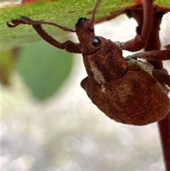 Gonipterus scutellatus at Cook, ACT - Yesterday 03:27 PM