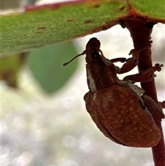 Gonipterus scutellatus at Cook, ACT - Yesterday 03:27 PM