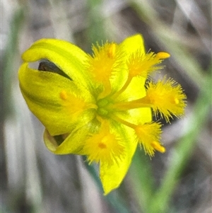 Unidentified Other Wildflower or Herb at Cook, ACT by Jubeyjubes