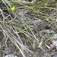 Tricoryne elatior at Cook, ACT - 30 Jan 2025 03:26 PM