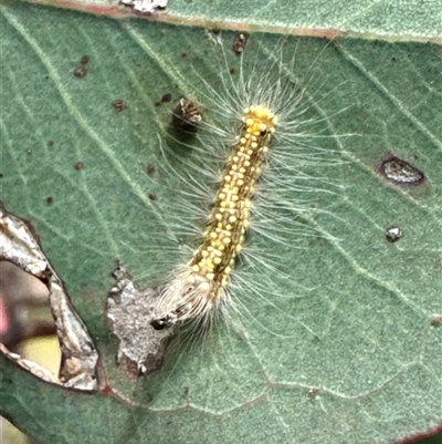 Uraba lugens (Gumleaf Skeletonizer) at Cook, ACT - 30 Jan 2025 by Jubeyjubes