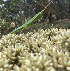 Orthodera ministralis (Green Mantid) at Cook, ACT - 30 Jan 2025 by Jubeyjubes