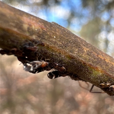 Unidentified Insect at Cook, ACT - 30 Jan 2025 by Jubeyjubes