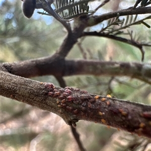 Acizzia acaciaedecurrentis at Cook, ACT - 30 Jan 2025 03:12 PM