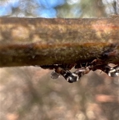 Acizzia acaciaedecurrentis at Cook, ACT - 30 Jan 2025 03:12 PM