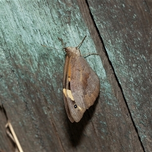 Heteronympha merope (Common Brown Butterfly) at Scullin, ACT by AlisonMilton