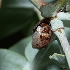 Paropsisterna m-fuscum (Eucalyptus Leaf Beetle) at Scullin, ACT - 29 Jan 2025 by AlisonMilton