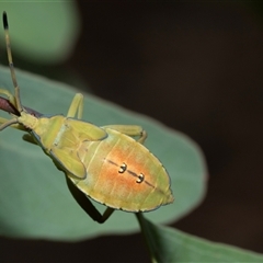 Amorbus (genus) (Eucalyptus Tip bug) at Scullin, ACT - 29 Jan 2025 by AlisonMilton