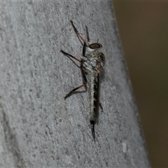 Unidentified Robber fly (Asilidae) at Scullin, ACT - 29 Jan 2025 by AlisonMilton