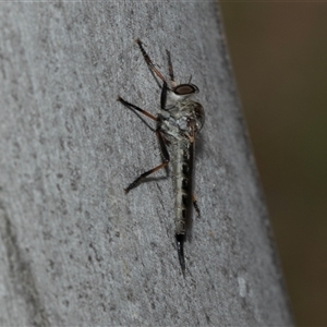 Unidentified Robber fly (Asilidae) at Scullin, ACT by AlisonMilton