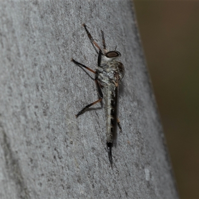 Unidentified Robber fly (Asilidae) at Scullin, ACT - 28 Jan 2025 by AlisonMilton