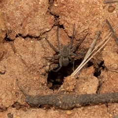 Portacosa cinerea (Grey wolf spider) at Scullin, ACT - 29 Jan 2025 by AlisonMilton