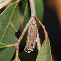 Unidentified Case moth (Psychidae) at Scullin, ACT - 28 Jan 2025 by AlisonMilton